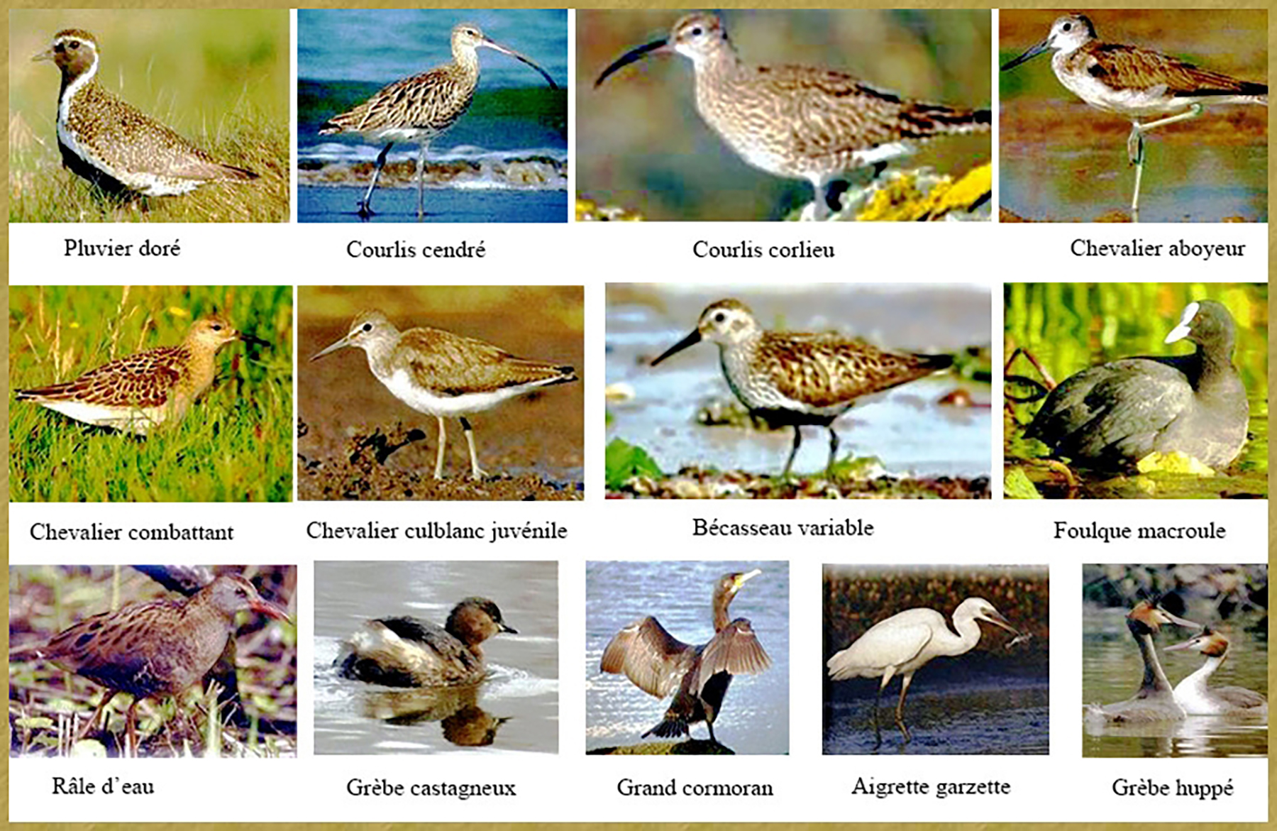 Les canards et limicoles 